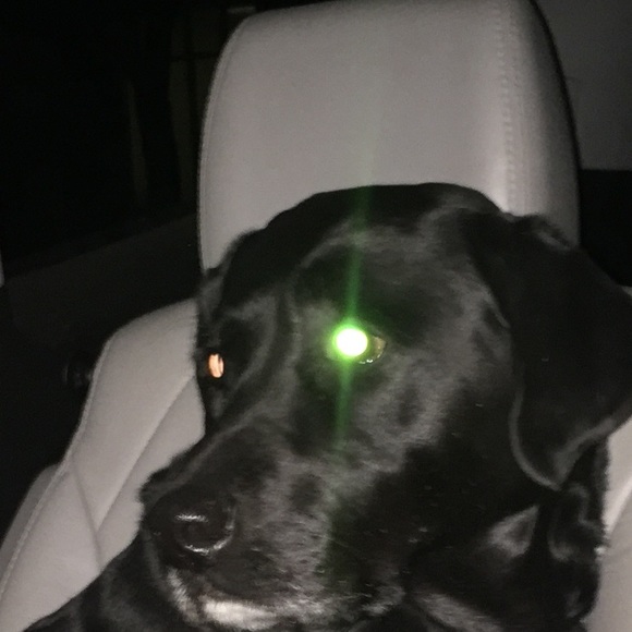 Meet your Posher, Zane - Picture 1 of 1